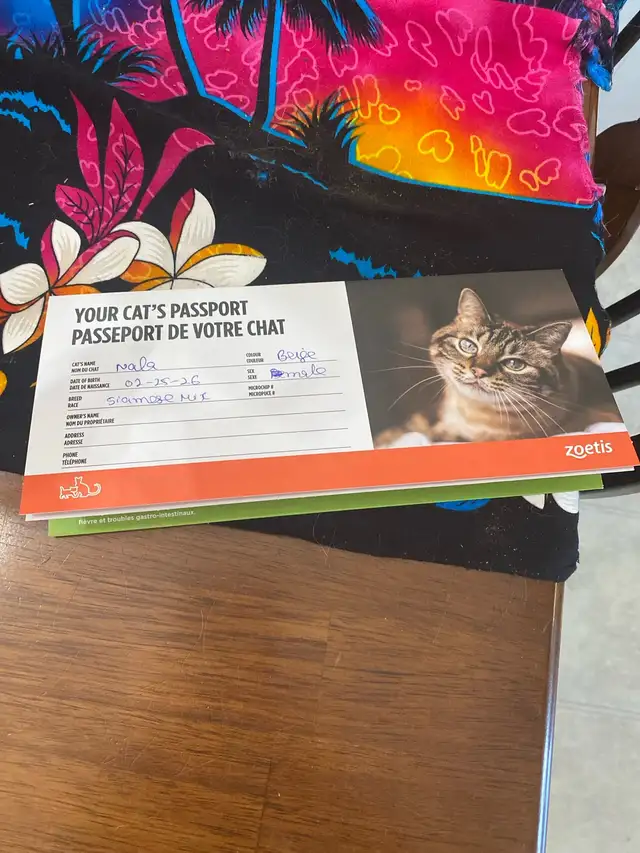 Stunning Siamese Kitten – Blue Eyes  vaccinated - Photo 5