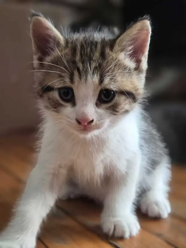 Kittens ( ready for April 28 )