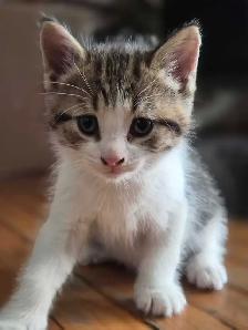 Kittens ( ready for April 28 )