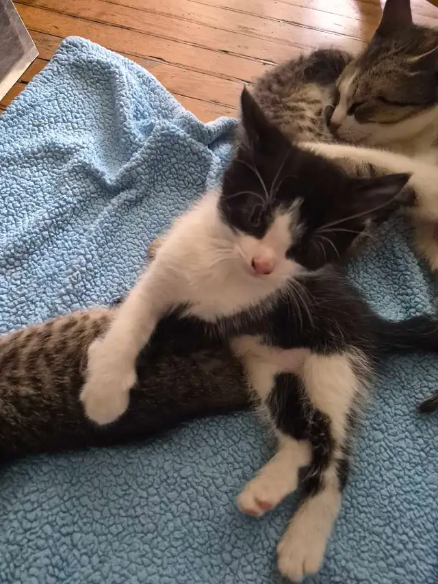 Kittens ( ready for April 28 ) - Photo 2