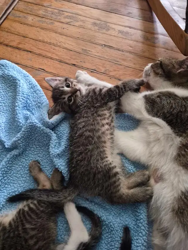 Kittens ( ready for April 28 ) - Photo 3