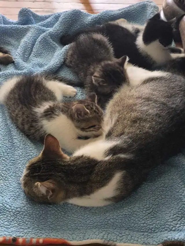 Kittens ( ready for April 28 ) - Photo 4