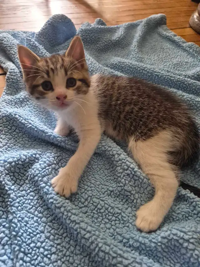 Kittens ( ready for April 28 ) - Photo 5