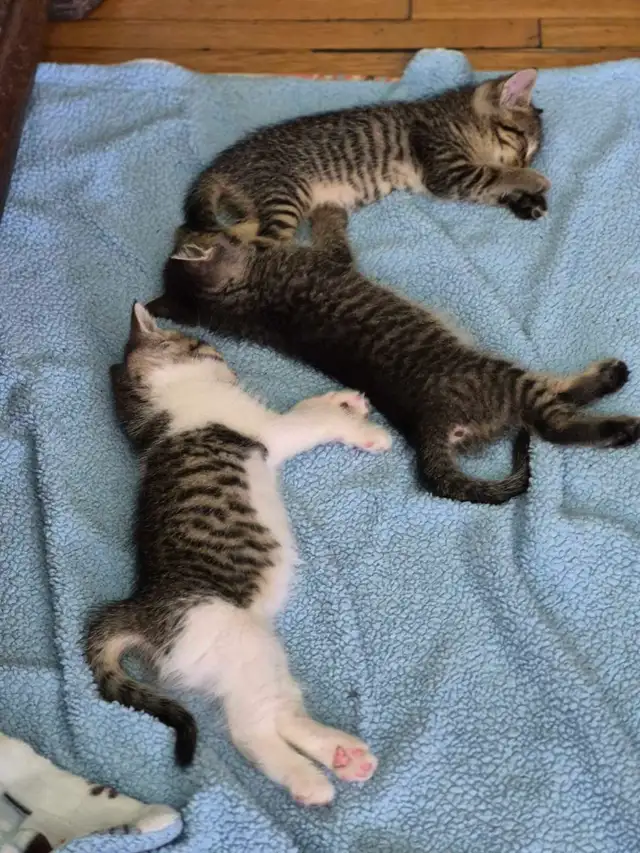 Kittens ( ready for April 28 ) - Photo 6