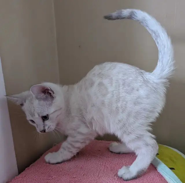 TICA Snow Bengal kittens