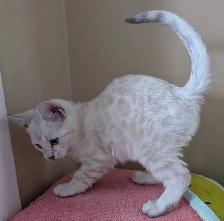 TICA Snow Bengal kittens