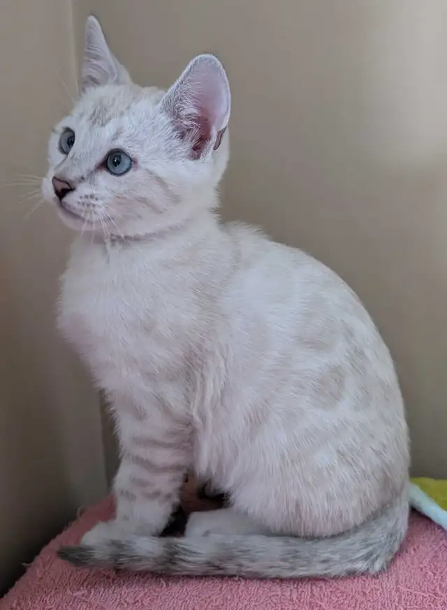 TICA Snow Bengal kittens - Photo 2