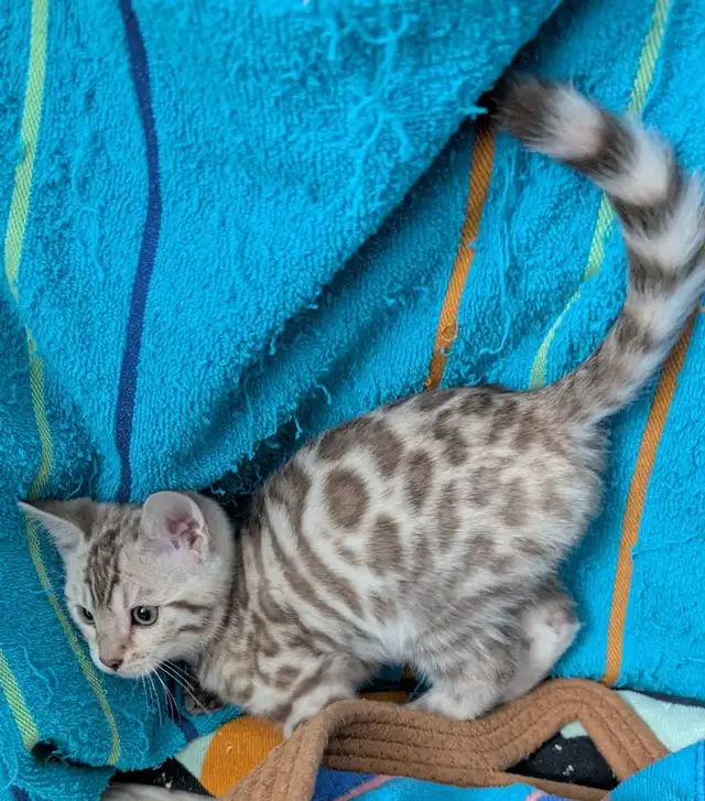 TICA Snow Bengal kittens - Photo 3