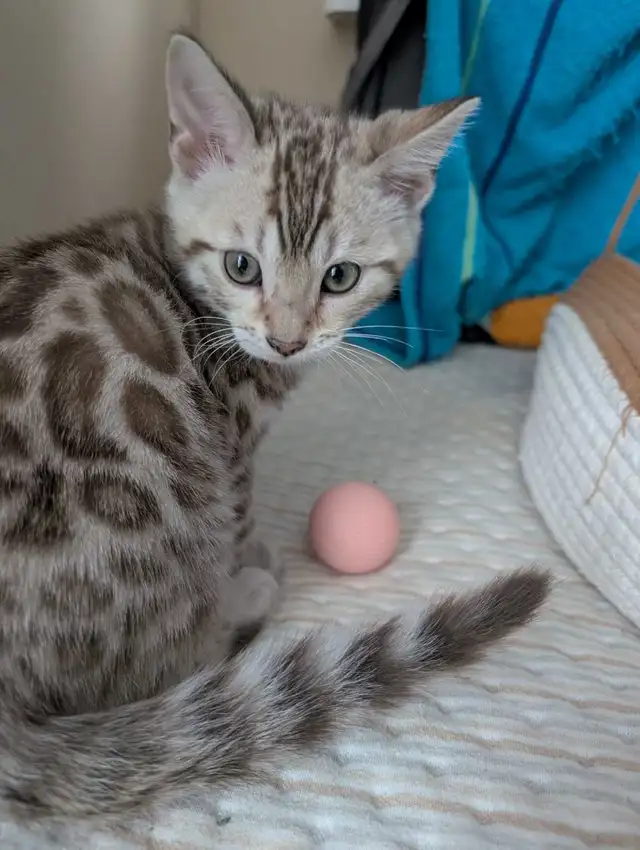 TICA Snow Bengal kittens - Photo 4