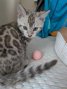 TICA Snow Bengal kittens - Photo 4