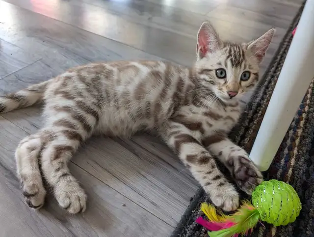 TICA Snow Bengal kittens - Photo 5