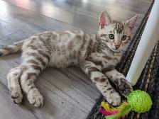 TICA Snow Bengal kittens - Photo 5