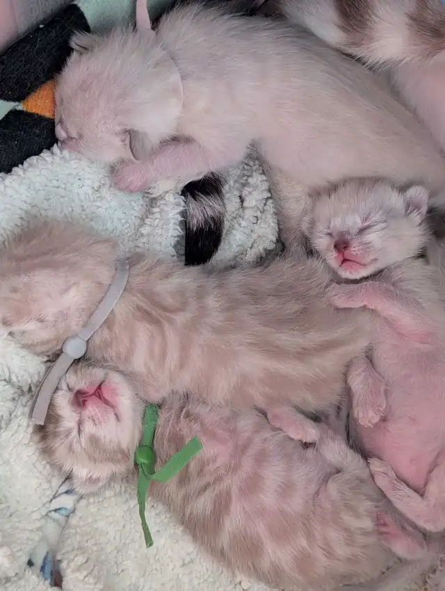 TICA Snow Bengal kittens - Photo 6