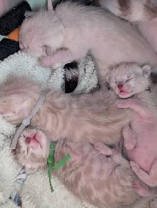 TICA Snow Bengal kittens - Photo 6