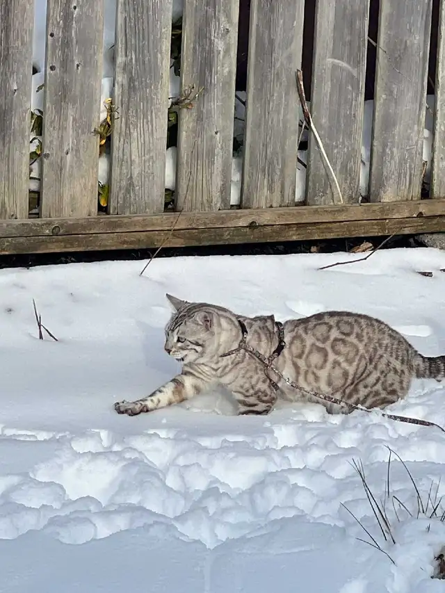 TICA Snow Bengal kittens - Photo 7