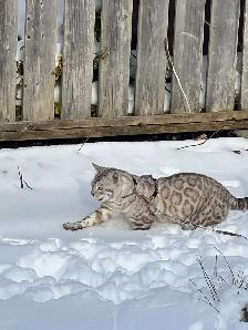 TICA Snow Bengal kittens - Photo 7