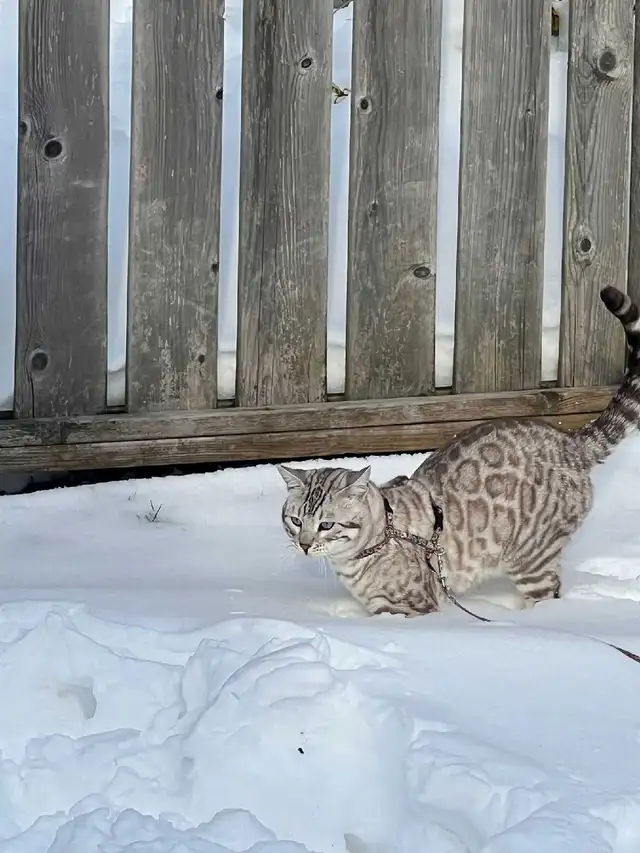 TICA Snow Bengal kittens - Photo 8
