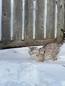 TICA Snow Bengal kittens - Photo 8