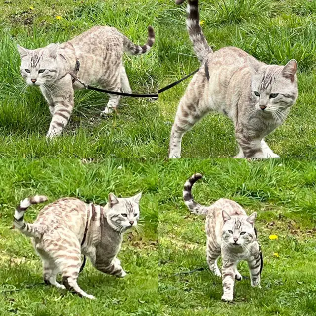 TICA Snow Bengal kittens - Photo 9