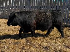 Angus bulls for sale