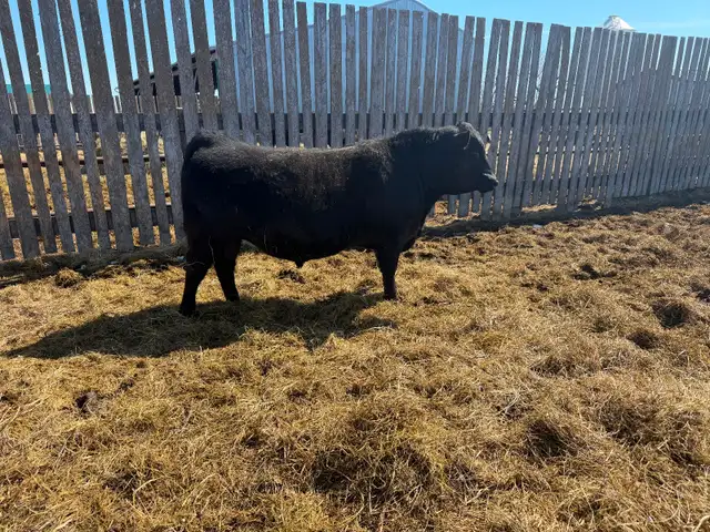 Angus bulls for sale - Photo 2