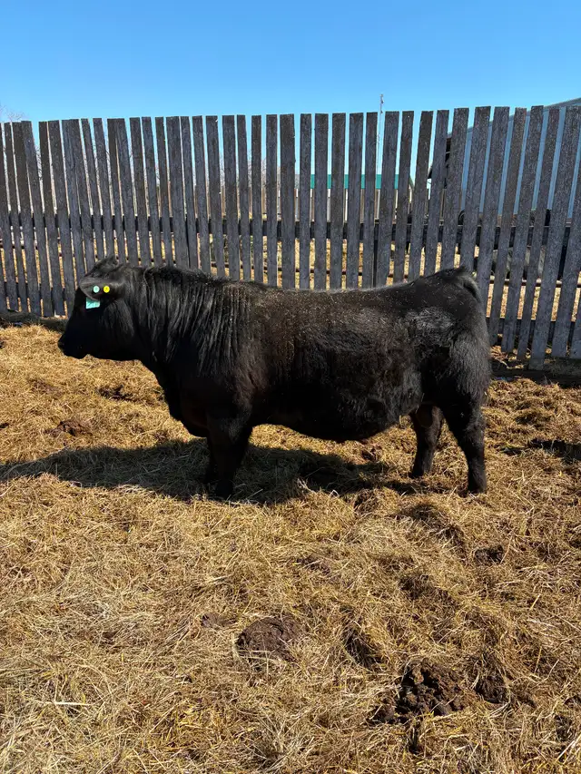 Angus bulls for sale - Photo 3