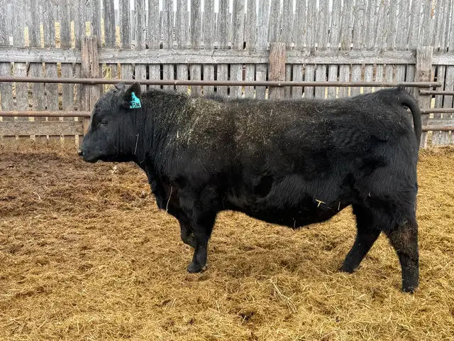 Angus bulls for sale - Photo 4