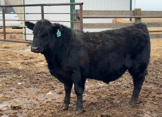 Angus bulls for sale - Photo 5