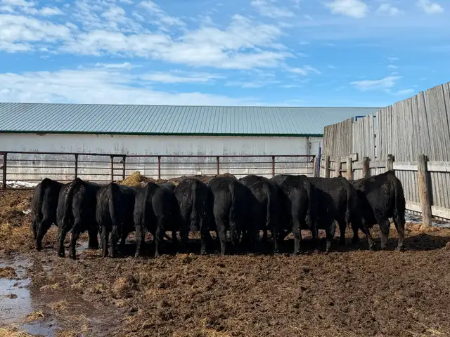 Angus bulls for sale - Photo 6