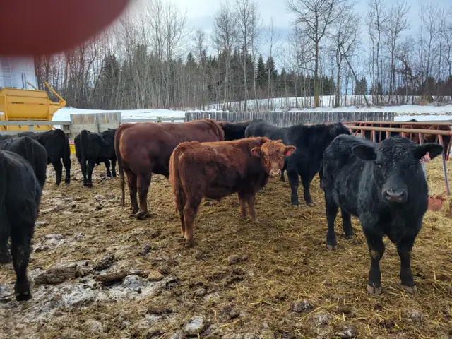 YEARLING BLACK & RED ANGUS BULLS
