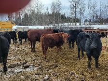 YEARLING BLACK & RED ANGUS BULLS