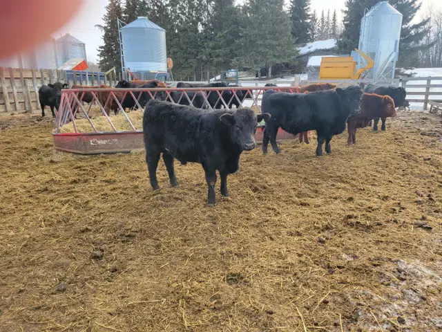 YEARLING BLACK & RED ANGUS BULLS - Photo 2