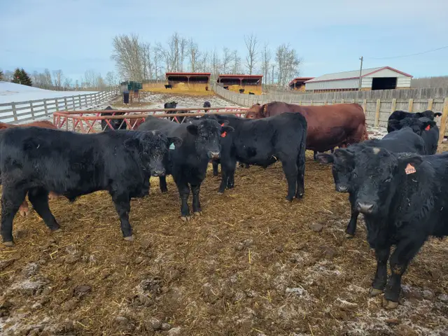 YEARLING BLACK & RED ANGUS BULLS - Photo 3