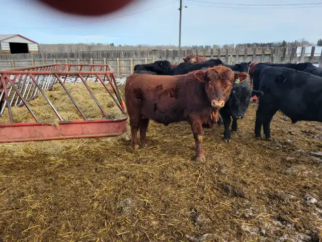 YEARLING BLACK & RED ANGUS BULLS - Photo 4