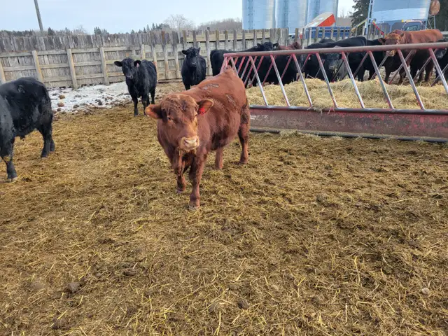 YEARLING BLACK & RED ANGUS BULLS - Photo 5