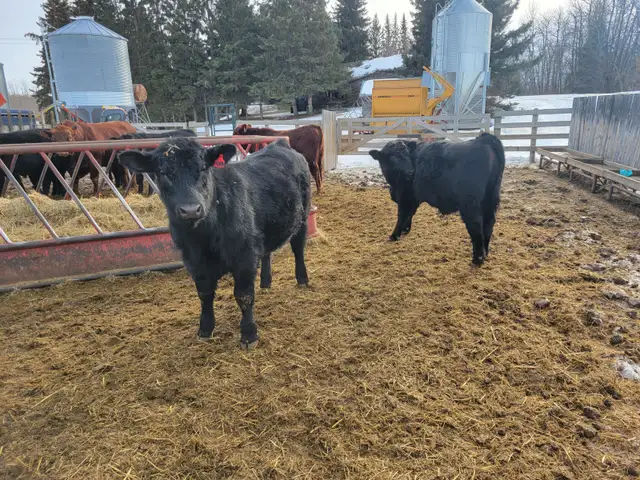 YEARLING BLACK & RED ANGUS BULLS - Photo 6