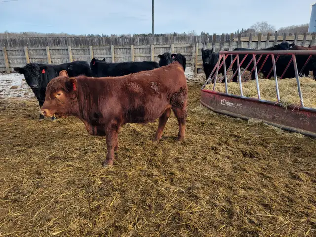 YEARLING BLACK & RED ANGUS BULLS - Photo 7