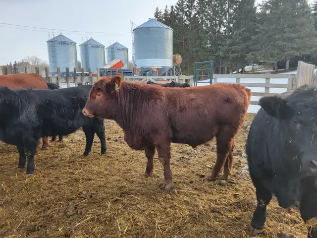YEARLING BLACK & RED ANGUS BULLS - Photo 8