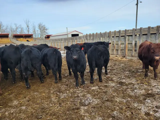YEARLING BLACK & RED ANGUS BULLS - Photo 9