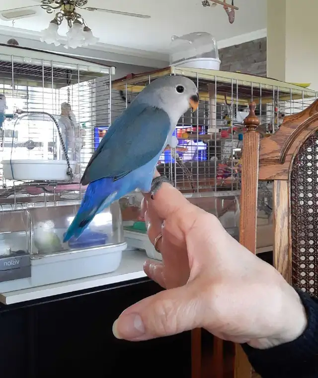 beau bébé inséparable roseicollis nourrit à la main