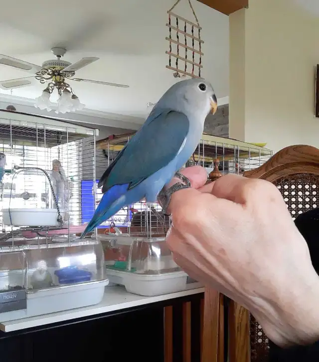 beau bébé inséparable roseicollis nourrit à la main - Photo 3