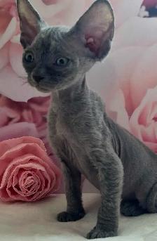 Devon-Rex