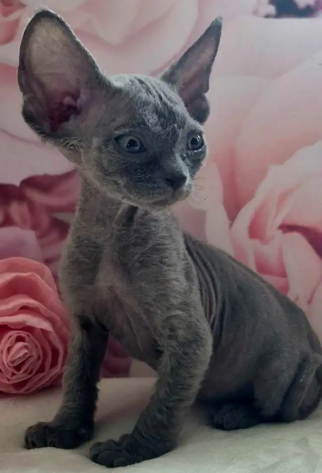 Devon-Rex - Photo 2
