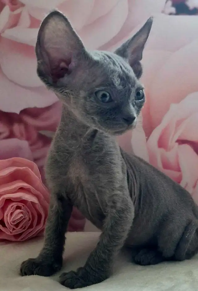 Devon-Rex - Photo 3