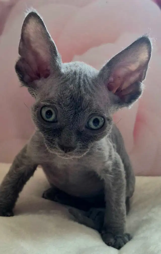 Devon-Rex - Photo 7