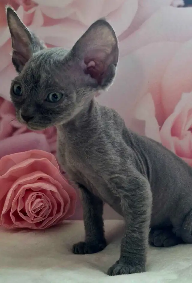 Devon-Rex - Photo 10