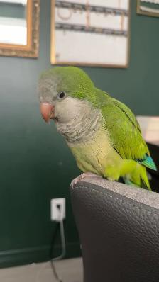 Green Quaker parrot