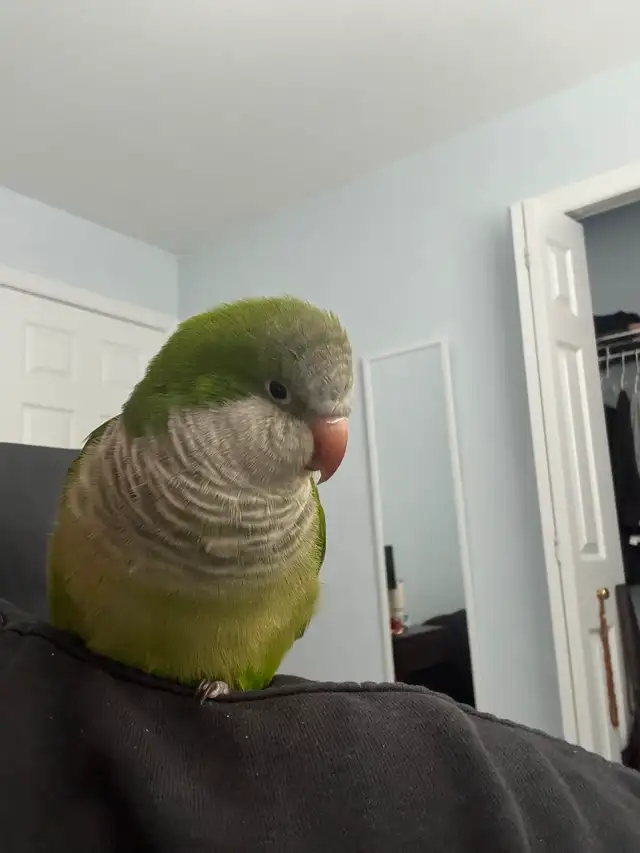 Green Quaker parrot - Photo 2