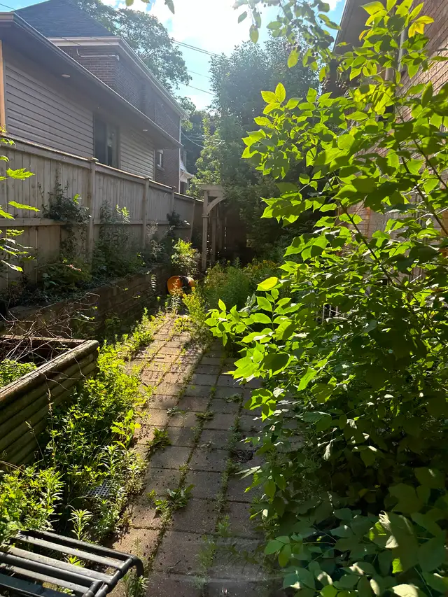 Landscape and junk removal - Photo 3