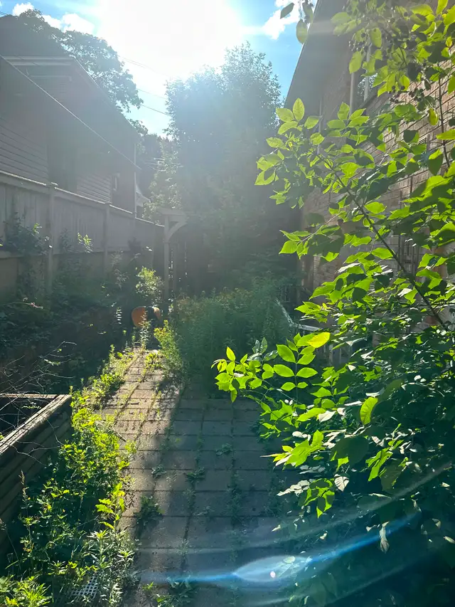 Landscape and junk removal - Photo 5